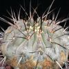 Vai alla scheda di Copiapoa carrizalensis