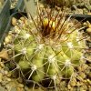 Vai alla scheda di Copiapoa cinerascens