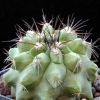 Vai alla scheda di Copiapoa cinerascens v. grandiflora