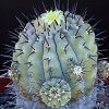 Vai alla scheda di Copiapoa cinerea