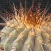 Vai alla scheda di Copiapoa cinerea ssp. gigantea