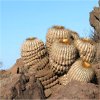 Vai alla scheda di Copiapoa cinerea ssp. haseltoniana