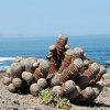 Vai alla scheda di Copiapoa cinerea v. albispina