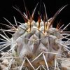 Vai alla scheda di Copiapoa cinerea v. dealbata