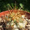 Vai alla scheda di Copiapoa cinerea v. eremophila