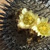 Vai alla scheda di Copiapoa columna-alba