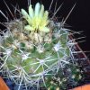 Vai alla scheda di Copiapoa coquimbana