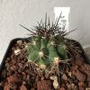 Vai alla scheda di Copiapoa coquimbana v. armata