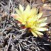 Vai alla scheda di Copiapoa coquimbana v. fiedleriana