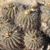 Vai alla scheda di Copiapoa coquimbana v. vallenarensis