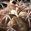 Vai alla scheda di Copiapoa cuprea