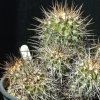 Vai alla scheda di Copiapoa cupreata