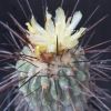 Vai alla scheda di Copiapoa dealbata