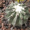 Vai alla scheda di Copiapoa dealbata v. carrizalensis