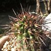 Vai alla scheda di Copiapoa desertorum