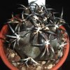 Vai alla scheda di Copiapoa dura