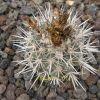 Vai alla scheda di Copiapoa echinata