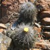 Vai alla scheda di Copiapoa echinata v. borealis