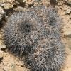 Vai alla scheda di Copiapoa echinata v. pulla