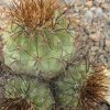 Vai alla scheda di Copiapoa eremophila