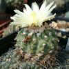 Vai alla scheda di Copiapoa esmeraldana