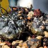 Vai alla scheda di Copiapoa griseoviolacea