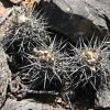 Vai alla scheda di Copiapoa humilis ssp. australis