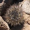 Vai alla scheda di Copiapoa humilis ssp. tocopillana