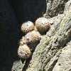 Vai alla scheda di Copiapoa humilis ssp. variispinata