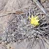 Vai alla scheda di Copiapoa humilis v. australis