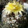 Vai alla scheda di Copiapoa hypogaea