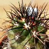 Vai alla scheda di Copiapoa imbricata