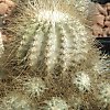 Vai alla scheda di Copiapoa krainziana