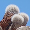 Vai alla scheda di Copiapoa krainziana v. scopulina