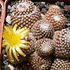 Vai alla scheda di Copiapoa laui