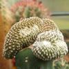 Vai alla scheda di Copiapoa laui f. cristata