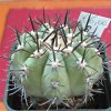 Vai alla scheda di Copiapoa lembckei