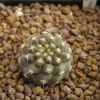 Vai alla scheda di Copiapoa lembckei v. magnifica