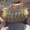 Vai alla scheda di Copiapoa longistaminea