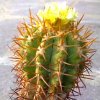 Vai alla scheda di Copiapoa magnifica