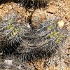 Vai alla scheda di Copiapoa marginata v. bridgesii