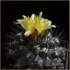 Vai alla scheda di Copiapoa maritima