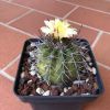 Vai alla scheda di Copiapoa megarhiza ssp. echinata