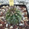 Vai alla scheda di Copiapoa megarhiza v. echinata