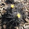 Vai alla scheda di Copiapoa megarhiza v. parvula