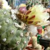 Vai alla scheda di Copiapoa mollicula