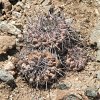 Vai alla scheda di Copiapoa olivana