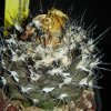 Vai alla scheda di Copiapoa paposoensis