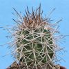 Vai alla scheda di Copiapoa pendulina