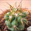 Vai alla scheda di Copiapoa pseudocoquimbana v. vulgata